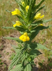Bellardia viscosa