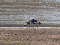 Balearica regulorum