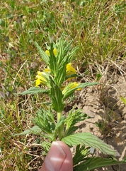 Bellardia viscosa