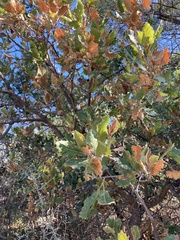 Quercus ithaburensis