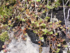 Callisia repens