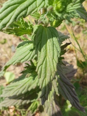 Bellardia viscosa