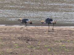 Balearica regulorum
