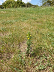 Bellardia viscosa