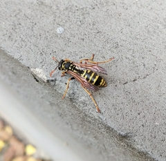 Polistes