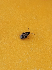 Megabruchidius dorsalis