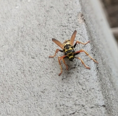 Polistes