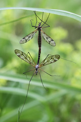 Tipula varipennis