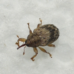 Lignyodes bischoffi