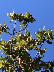 Quercus ithaburensis