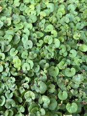 Dichondra carolinensis