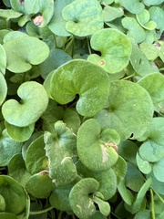 Dichondra carolinensis