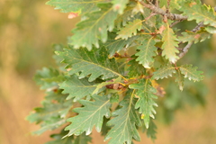 Quercus petraea iberica