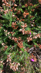 Erica cinerea