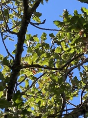 Quercus ithaburensis