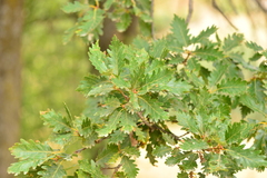 Quercus petraea iberica
