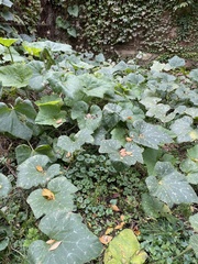 Cucurbita