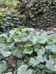 Cucurbita