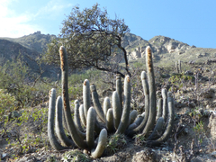 Espostoa melanostele