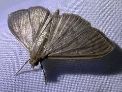 Patania silicalis