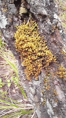 Macromitrium