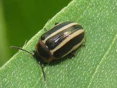 Calligrapha californica coreopsivora
