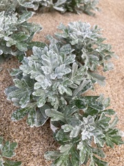 Artemisia stelleriana