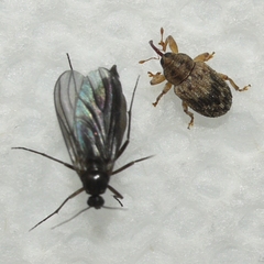 Lignyodes bischoffi