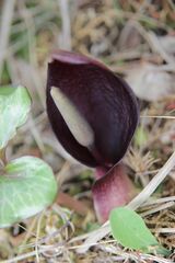 Arum pictum