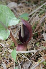 Arum pictum