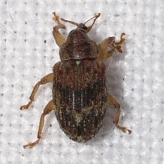 Lignyodes bischoffi