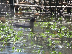 Fulica rufifrons
