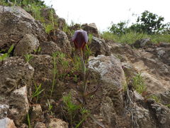 Calochortus purpureus
