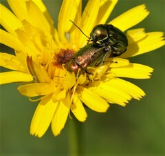 Cryptocephalus sericeus