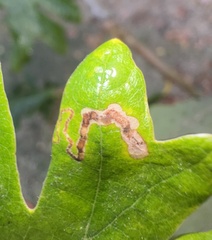 Stigmella saginella