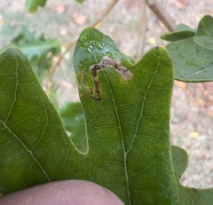 Stigmella saginella