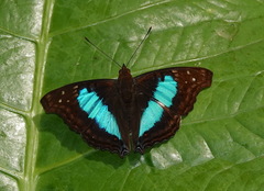 Doxocopa laurentia cherubina