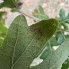 Stigmella saginella