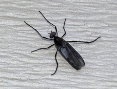 Penthetria heteroptera