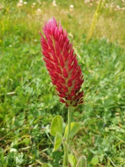 Trifolium incarnatum