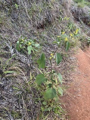 Triumfetta semitriloba