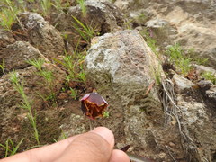 Calochortus purpureus