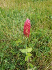 Trifolium incarnatum