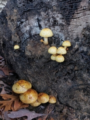 Pholiota aurivella