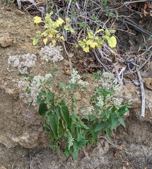Eupatorium serotinum