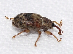 Lignyodes bischoffi