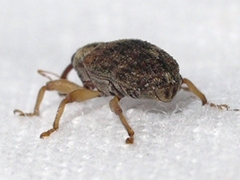 Lignyodes bischoffi