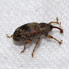 Lignyodes bischoffi
