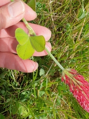 Trifolium incarnatum