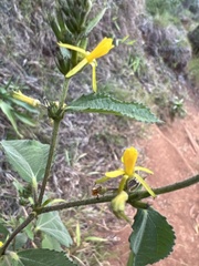 Triumfetta semitriloba